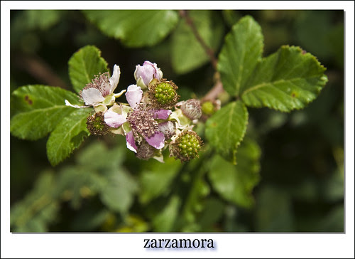 zarzamora