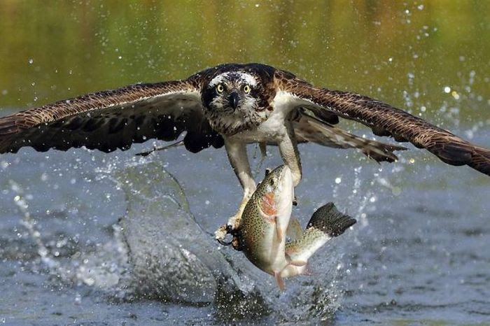 Acid Picdump (89 pics)