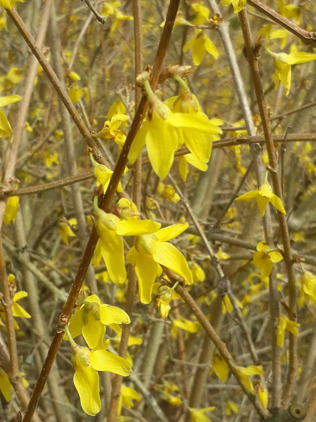 Forsythia Suspensa Thunb Vahl Plants Of The World Online Kew Science