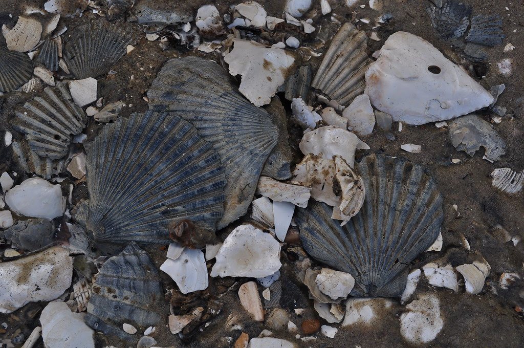 Chesapecten jeffersonius 2