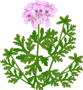 ゼラニウムの無料イラスト 素材屋花子