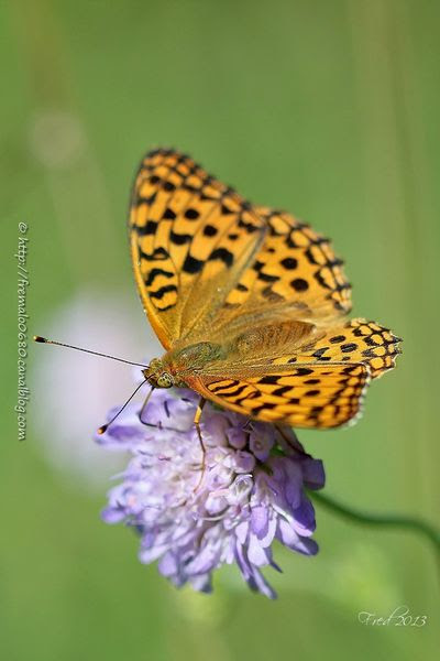IMG_8075-signée