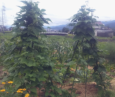 家庭菜園 インゲンマメの育て方