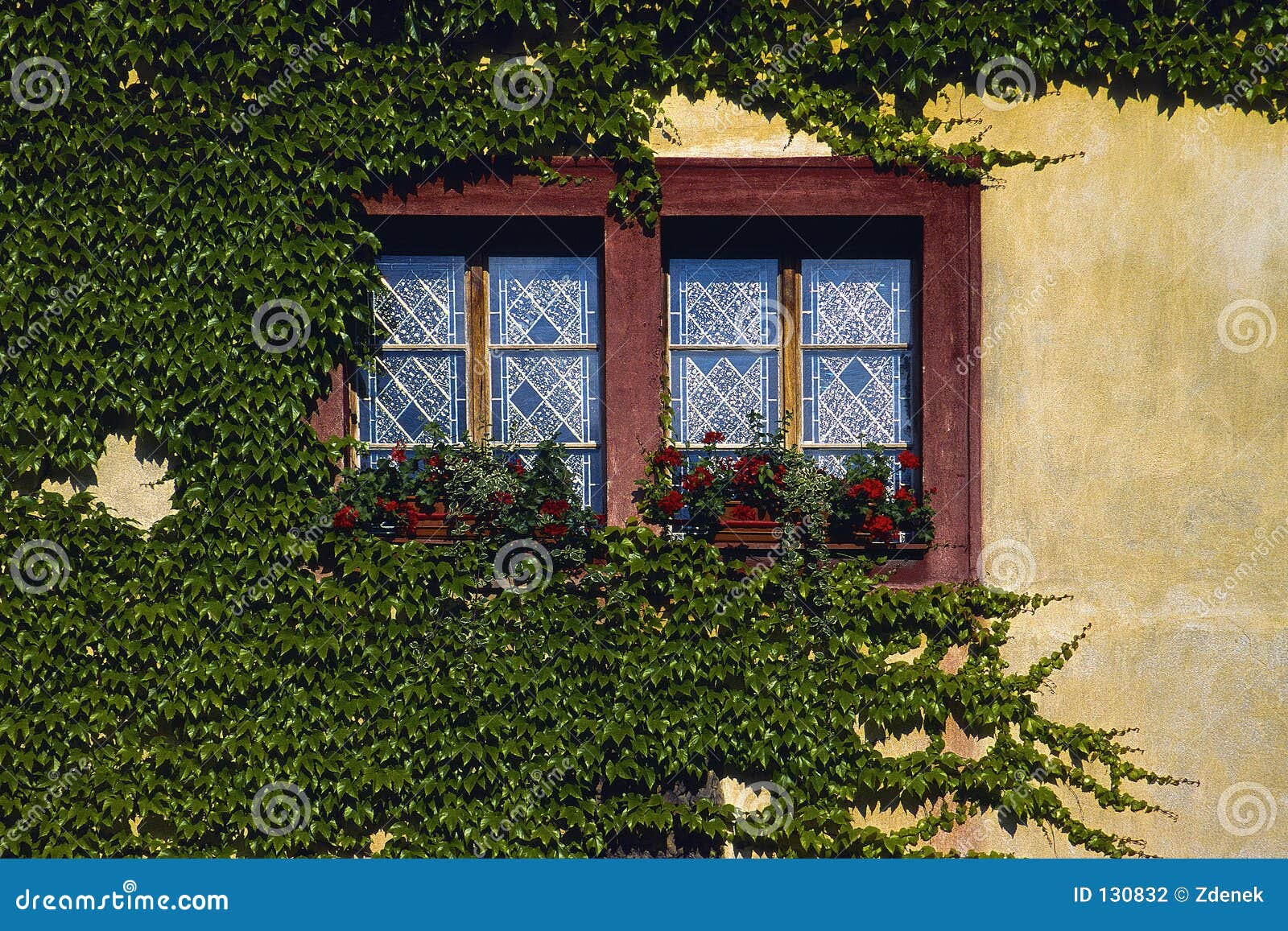 Boston Ivy 1 Stock Photography - Image: 130832