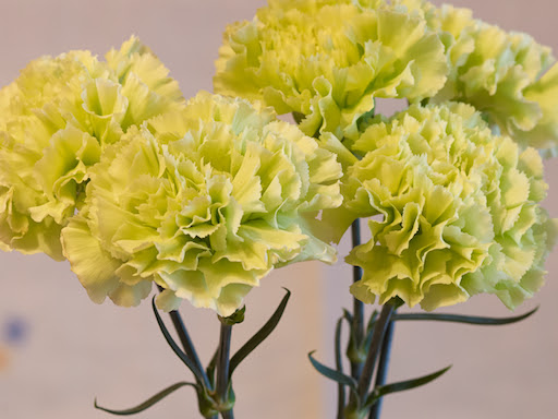 濃赤と黄緑のカーネーション Photoconcerto