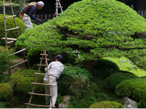 剪定の基本 剪定時期と枝の切り方について 造園 庭工事 剪定のご用命は 和歌山市の株式会社楠昌園