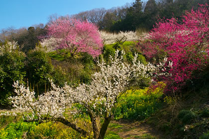 壁紙 野草 庭 公園の花 No 2 By 高画質デスクトップ壁紙館 High Quality Desktop Wallpaper Gallery