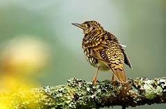 White's Thrush - Dasyueshan - Taiwan_S4E8189