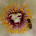 Tree peony, close-up