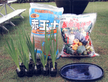 花菖蒲の不思議