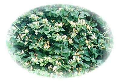 スイカズラ 一般社団法人奈良県薬剤師会