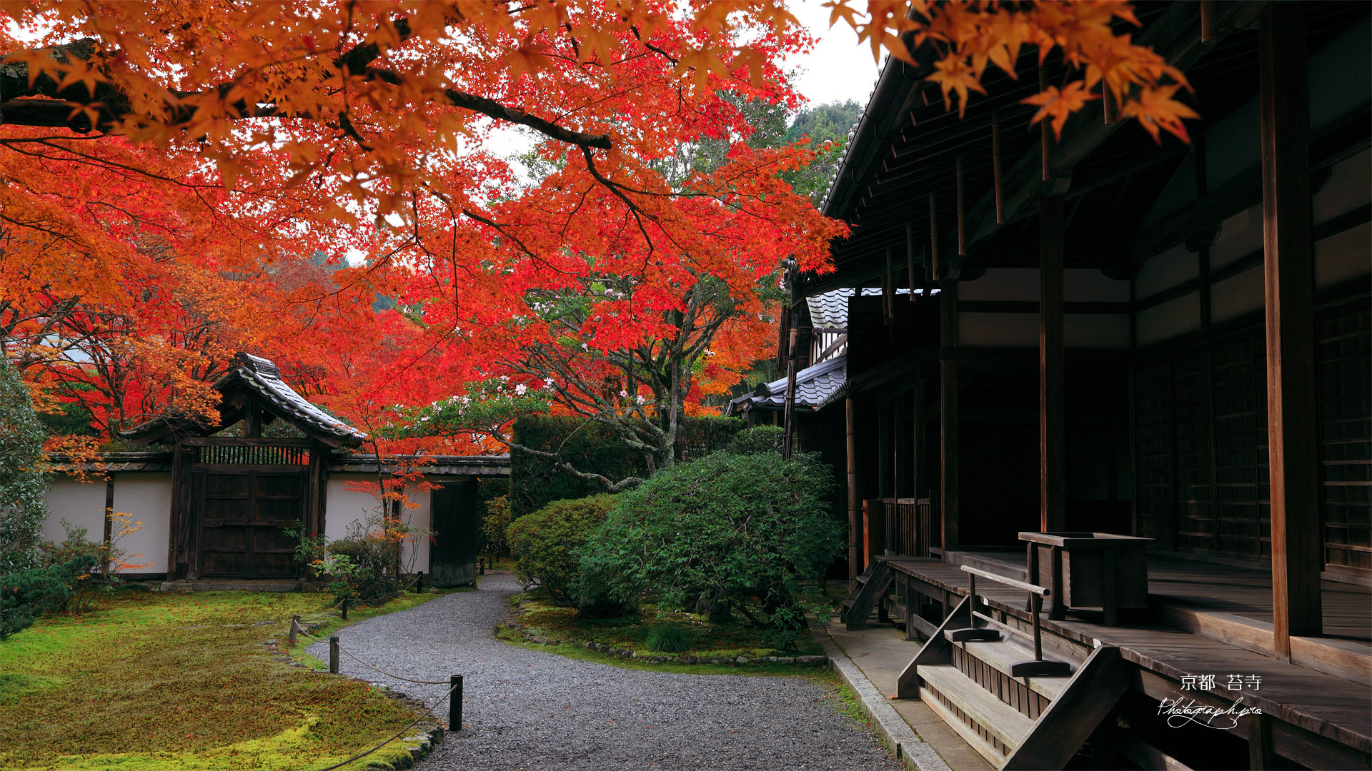 苔寺 紅葉と観音堂 の壁紙 19x1080