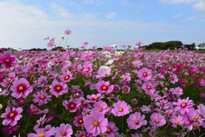 コスモスの花が満開 ふるさと種子島