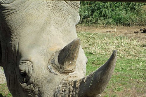Rhino