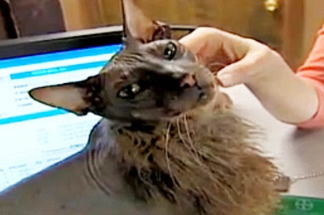 ugly cat pictures. Ugly and his sister,