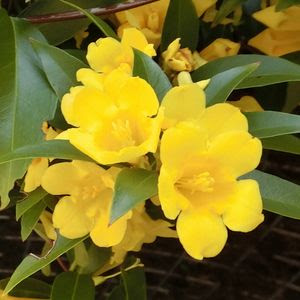 春に咲く黄色い花 カロライナジャスミン あうるの森