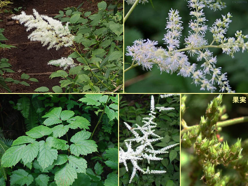 野山の草花 木々の花 植物検索図鑑 トリアシショウマ