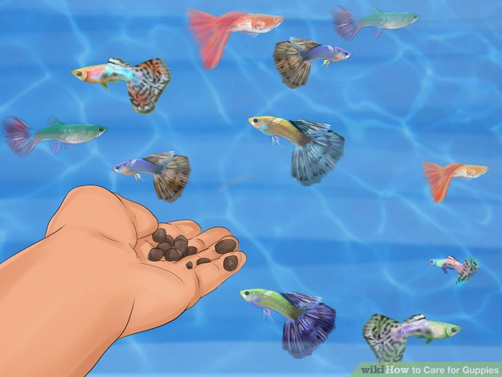 Care for Guppies Step 8 Version 2.jpg