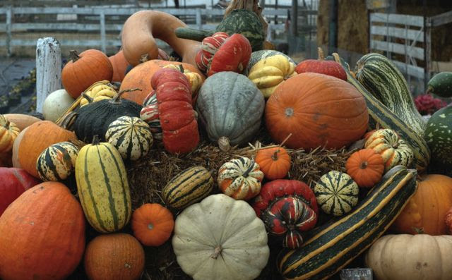 Photo by 200acres in Heirloom Magazine