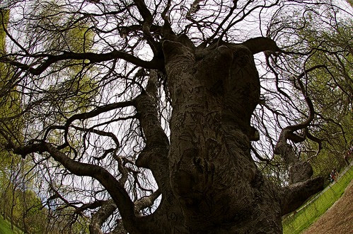 Gnarly trees resist spring