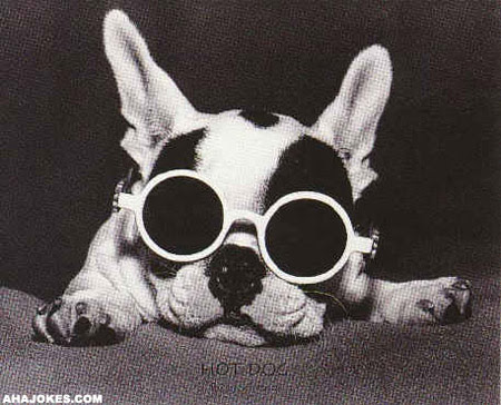 Jokes > Cartoons > Dog with sunglasses