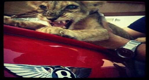 فيديو : أسد يتجول داخل نيسان أرمادا بشارع الشيخ زايد بدبى