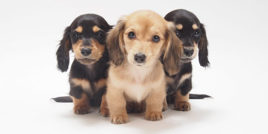 犬の膵炎 低脂肪の食事が必須ではないケース ドッグフード ラボ