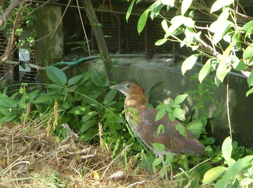黑冠麻鷺01.JPG