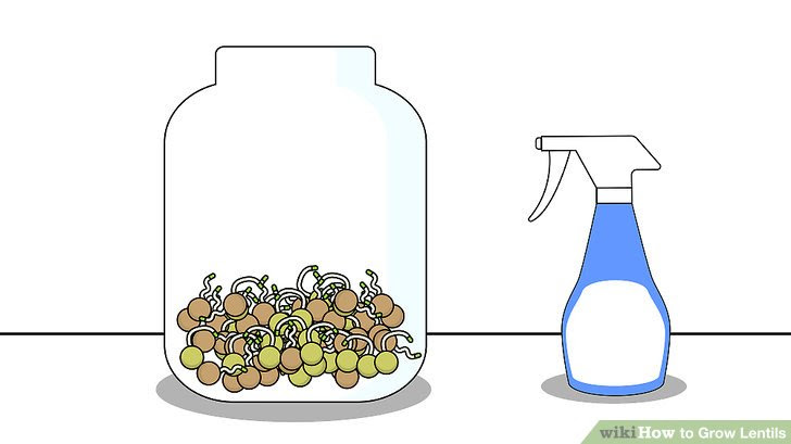 Grow Lentils Step 6.jpg