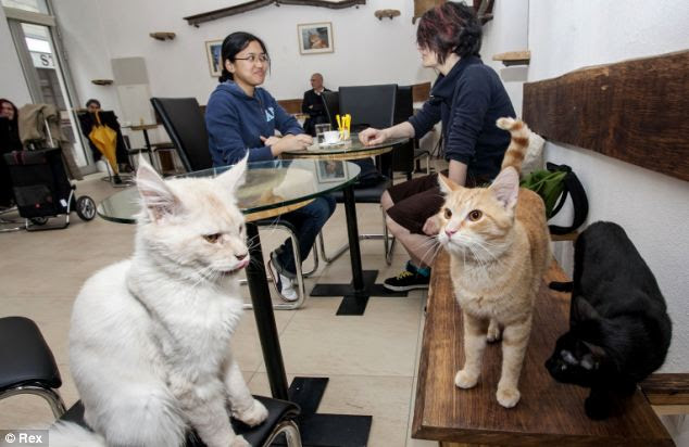  Cat  cafe  opens in Europe with Austria s Cafe  Neko Daily 