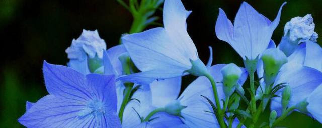 桔梗花花语 匠匠百花园