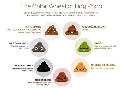  dog poop color chart what it shows about your chis health