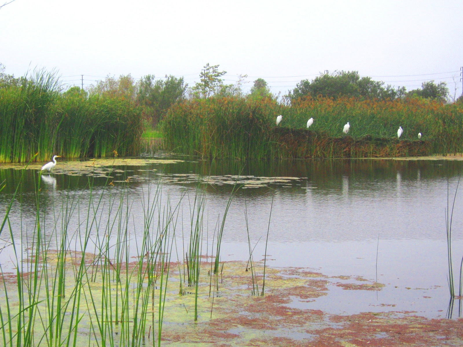 General Wetlands Information - Southern California ...