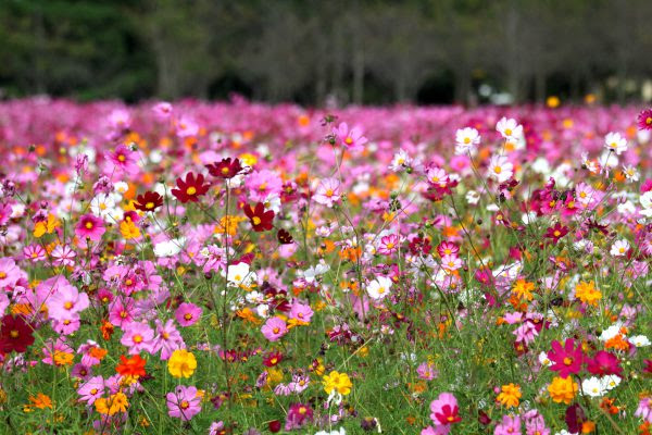 コスモスの花言葉の意味は知ってる えっ こんな意外な意味も