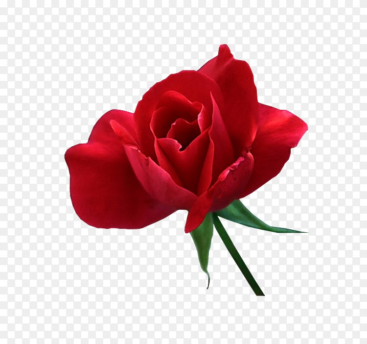 花园玫瑰花 甘蓝 玫瑰 哈库花png图片素材免费下载 图片编号 Png素材网