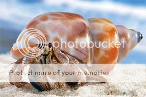 Mengenal Kelomang Yang Eksotis, Jenis2, dan Crabitatnya