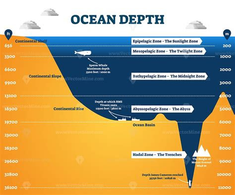 ocean depth zones infographic vector illustration labeled diagram