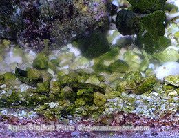 こうやっておそうじ 水槽のコケ対策 気楽にできる水槽のおそうじ 熱帯魚のことなら みずものコム