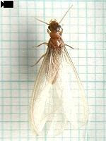 そのほかの虫 羽アリ