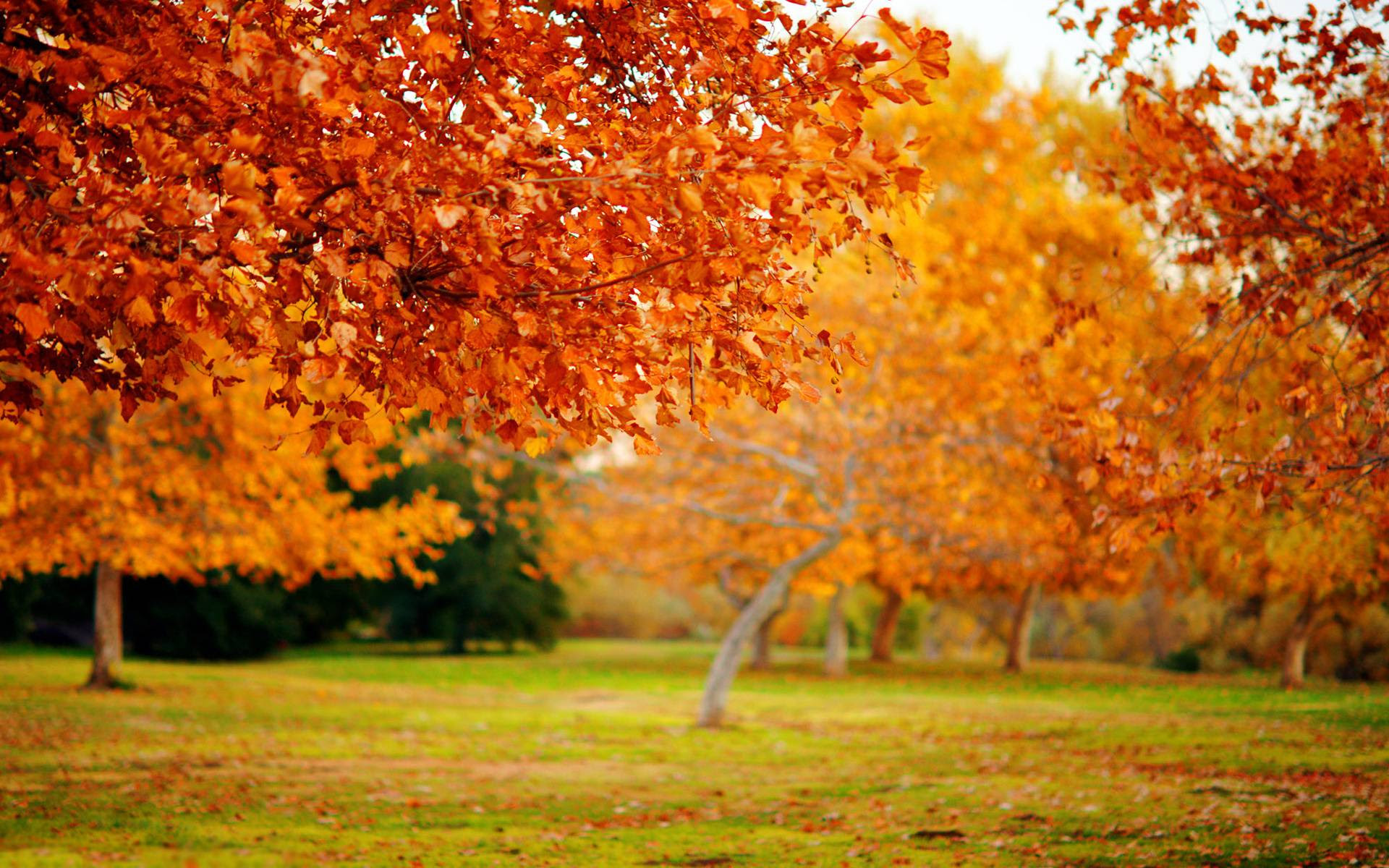 autumn wallapers