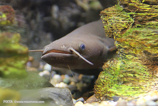 なま ず 食べ物 なま ず なま ず 熱帯魚のことなら みずものコム
