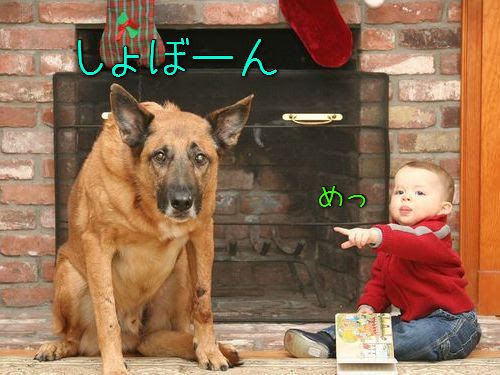 そんな顔されたら怒れないよ 犬たちがイタズラをした後の反省した様子いろいろ らばq