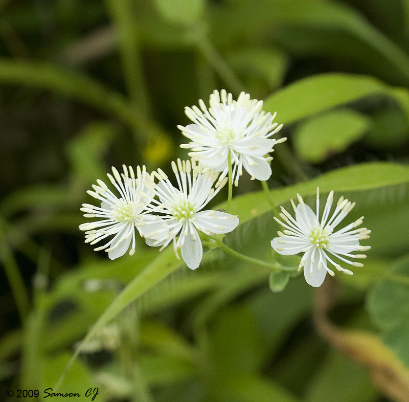 Hcgad_Shwetambaram_blog