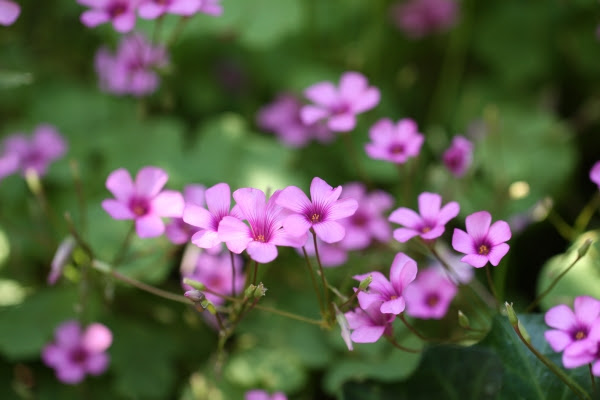 赤い花 白い花 こもれび