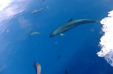 バンドウとメロンヘッド パプアニューギニア通信