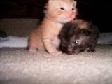 babies023.jpg