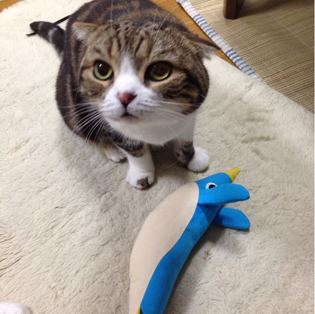 猫にキャットニップ入りぬいぐるみ けりぐるみ を与えてみた きまやのきまま屋