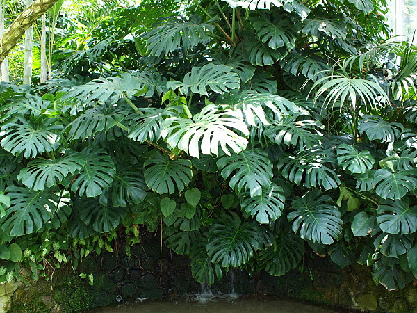 モンステラの育て方 ヤサシイエンゲイ