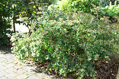 Abelia x grandiflora