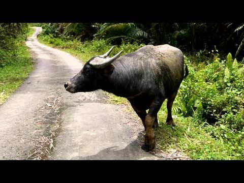wild water buffalo.mammalia,animalia,chordata,bovidae,bovini,bubalus,bovinae,animal, wild water buffalo.mammalia,animalia,chordata,bovidae,bovini,bubalus,bovinae,animal,